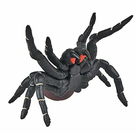 Ragni. Funnel. Web Spider