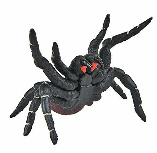 Ragni. Funnel. Web Spider