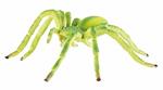Ragni. Green Huntsman Spider