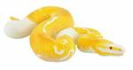 Serpenti. Albino King Python