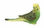 Uccelli. Budgie