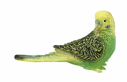 Uccelli. Budgie