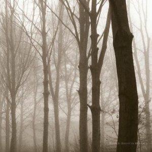Scars of the Midwest - CD Audio di Blueneck
