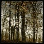 Bannwald (Clear Brown Smoked Coloured Vinyl)