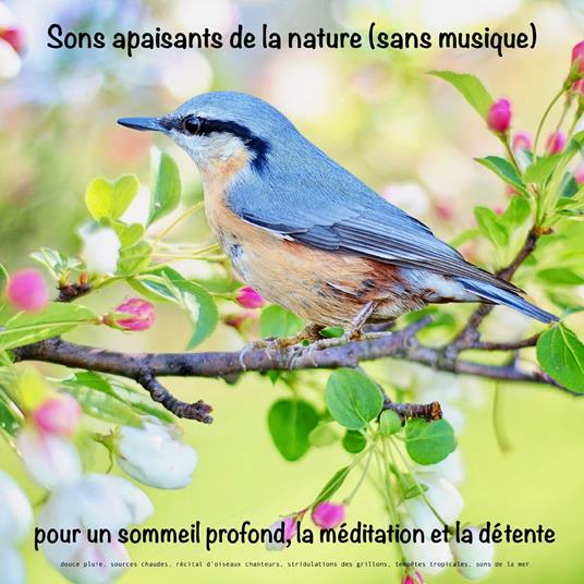 Sons apaisants de la nature (sans musique) pour un sommeil profond, la méditation et la détente