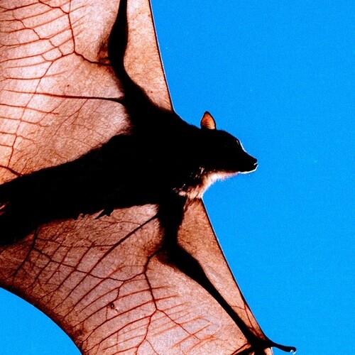 Tia Tua - Vinile LP di Shen