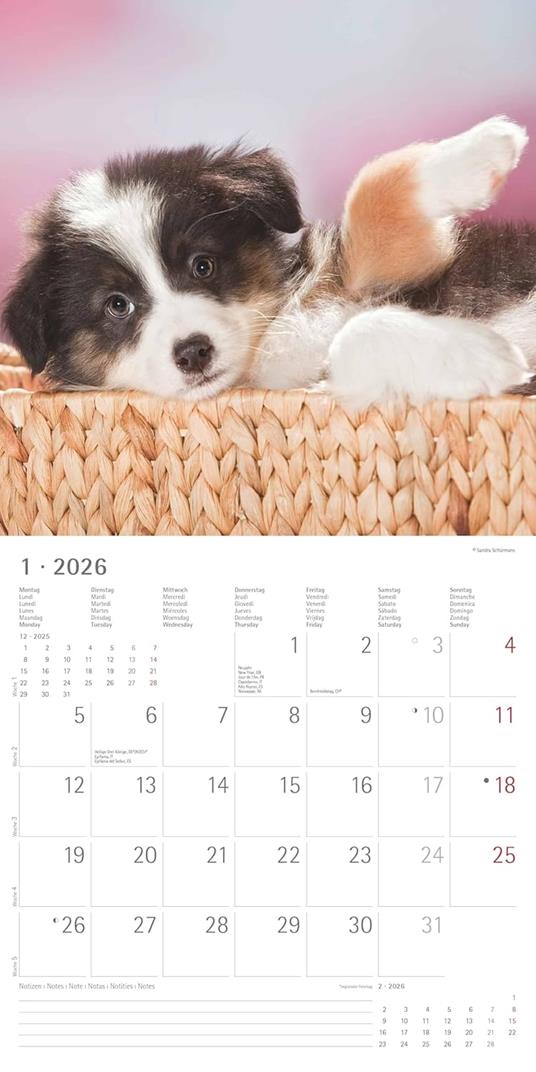 ALPHA EDITION - Calendario 2026 da muro, 12 mesi, 30x30 cm, Dogs - 4