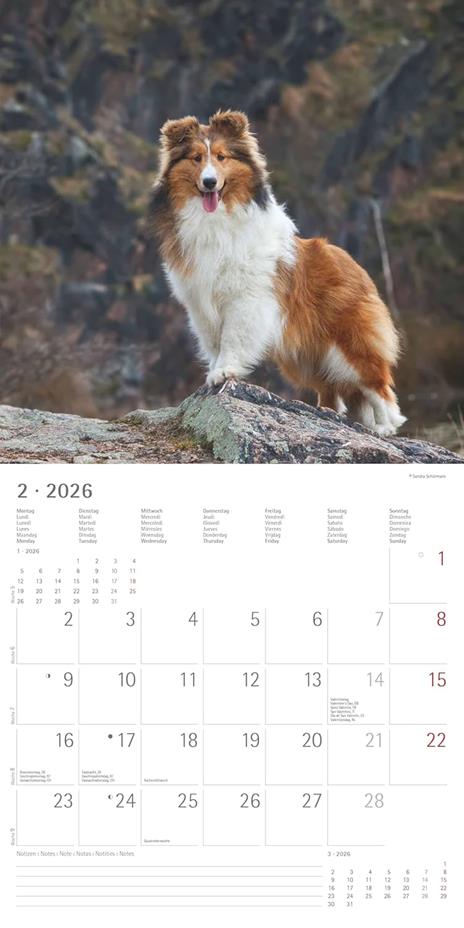 ALPHA EDITION - Calendario 2026 da muro, 12 mesi, 30x30 cm, Dogs - 5