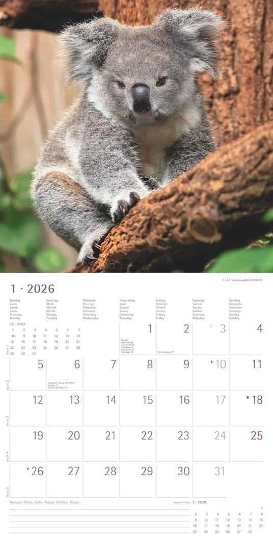 ALPHA EDITION - Calendario 2026 da muro, 12 mesi, 30x30 cm, Koalas - 4