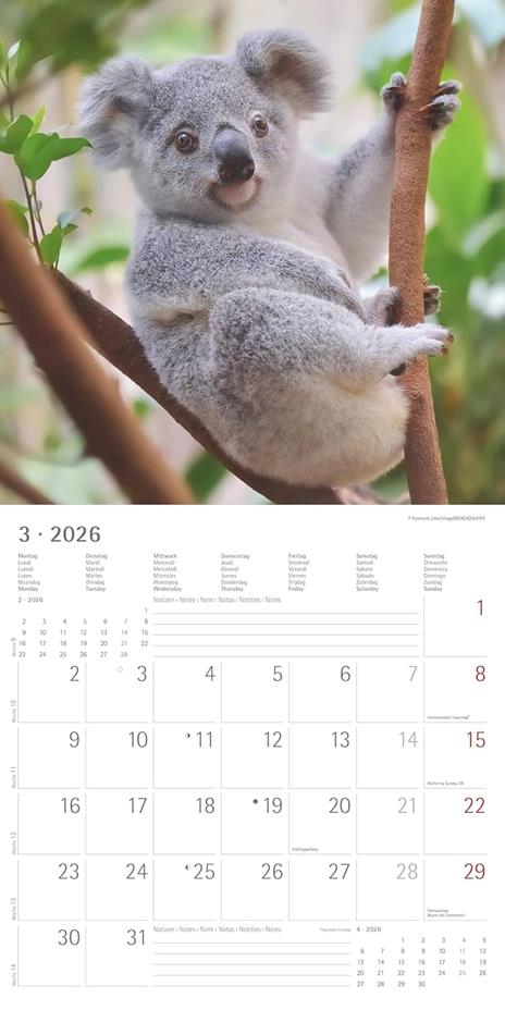 ALPHA EDITION - Calendario 2026 da muro, 12 mesi, 30x30 cm, Koalas - 6