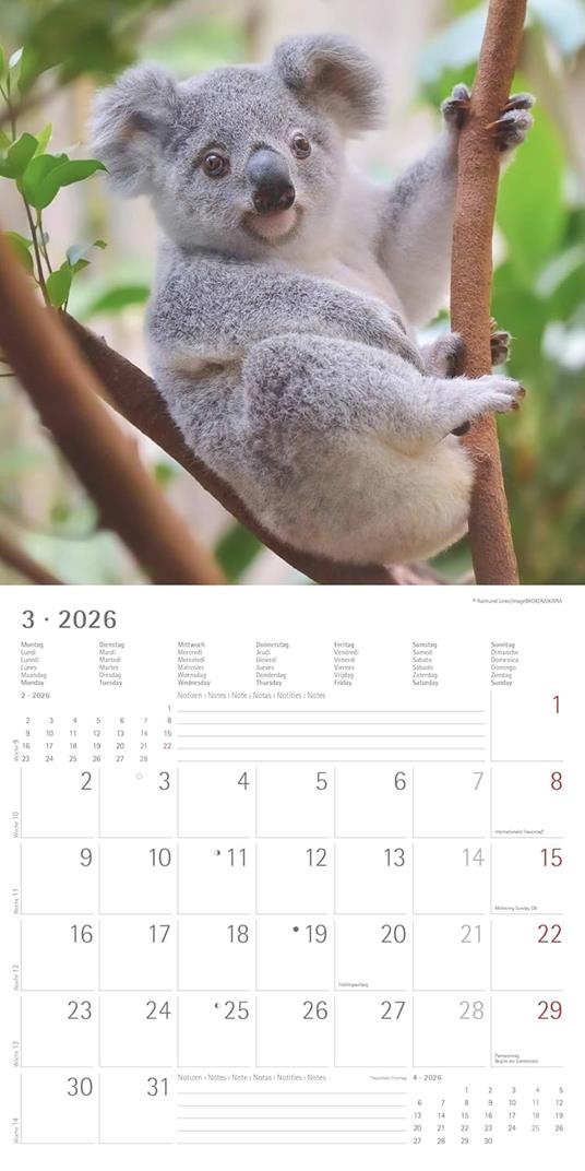 ALPHA EDITION - Calendario 2026 da muro, 12 mesi, 30x30 cm, Koalas - 6