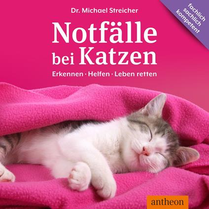Notfälle bei Katzen