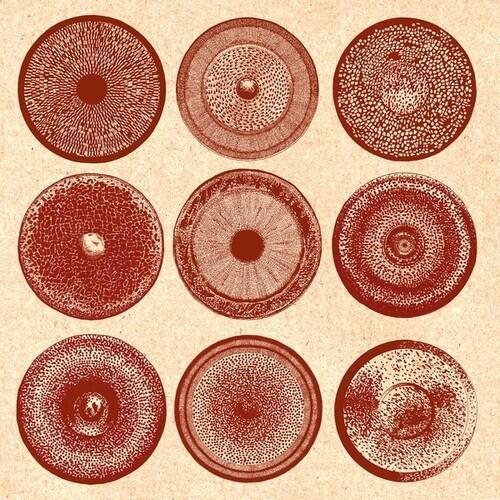 Spilla - CD Audio di Ensemble Nist-Nah