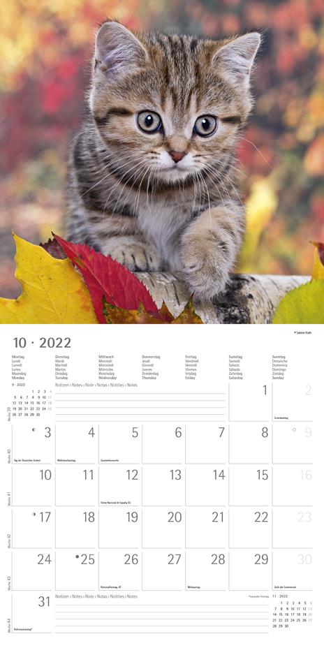 Calendario 2022 da muro Alpha Edition, Gattini, 12 mesi, 30x30 cm - 12