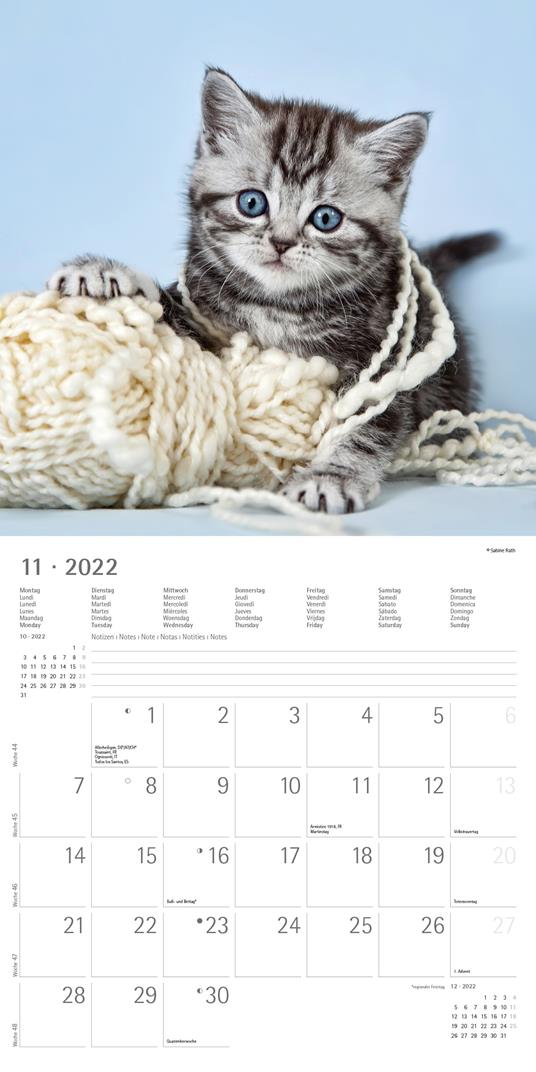 Calendario 2022 da muro Alpha Edition, Gattini, 12 mesi, 30x30 cm - 13