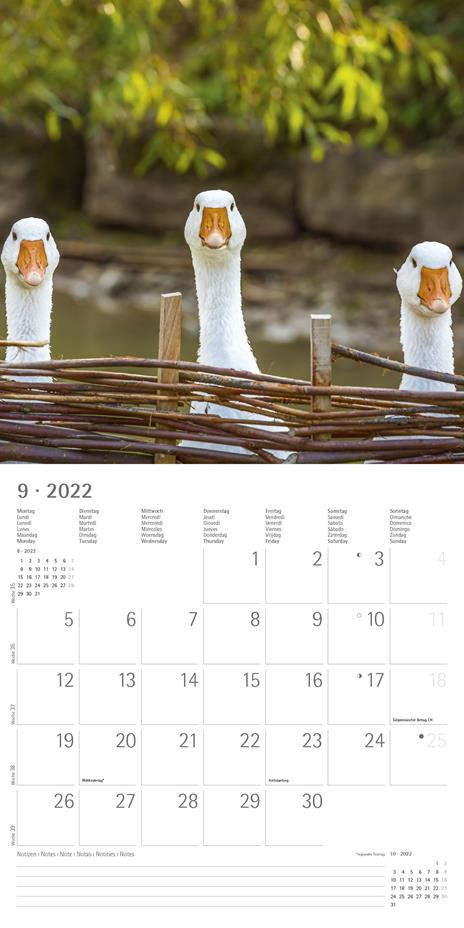 Calendario 2022 da muro Alpha Edition, Cuddly Animals, 12 mesi, 30x30 cm - 11