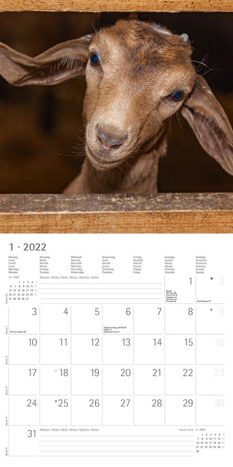 Calendario 2022 da muro Alpha Edition, Cuddly Animals, 12 mesi, 30x30 cm - 3