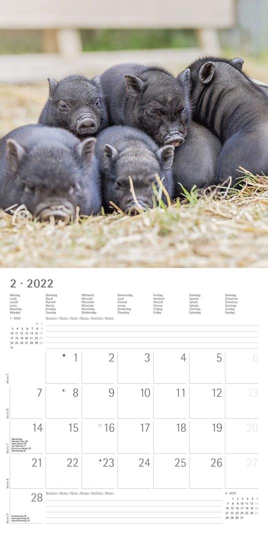 Calendario 2022 da muro Alpha Edition, Cuddly Animals, 12 mesi, 30x30 cm - 4