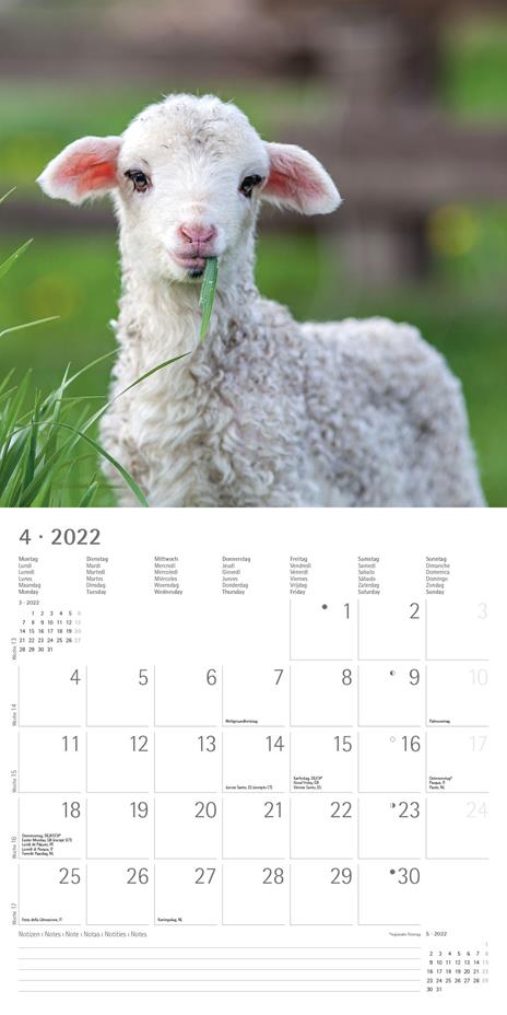 Calendario 2022 da muro Alpha Edition, Cuddly Animals, 12 mesi, 30x30 cm - 6