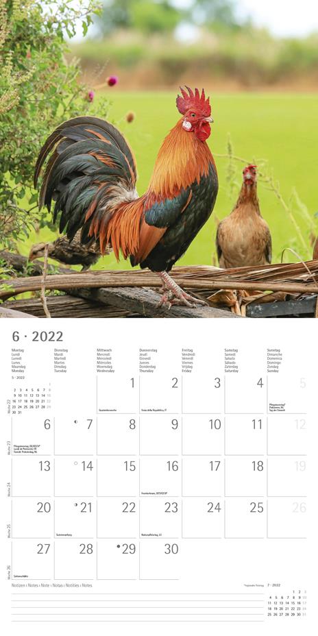 Calendario 2022 da muro Alpha Edition, Cuddly Animals, 12 mesi, 30x30 cm - 8