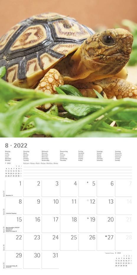 Calendario 2022 da muro Alpha Edition, Cuddly Animals, 12 mesi, 30x30 cm - 10