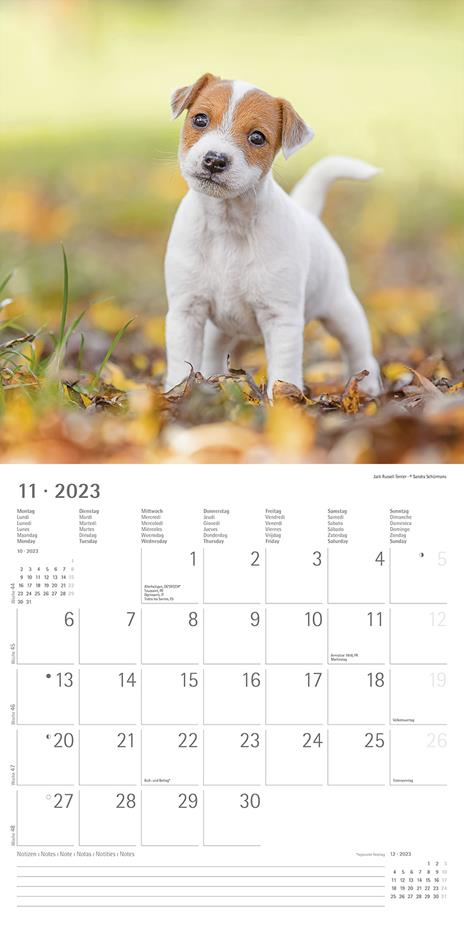 Calendario 2023 da muro Cuccioli, Alpha Edition, 12 mesi, 30x30 cm - 13