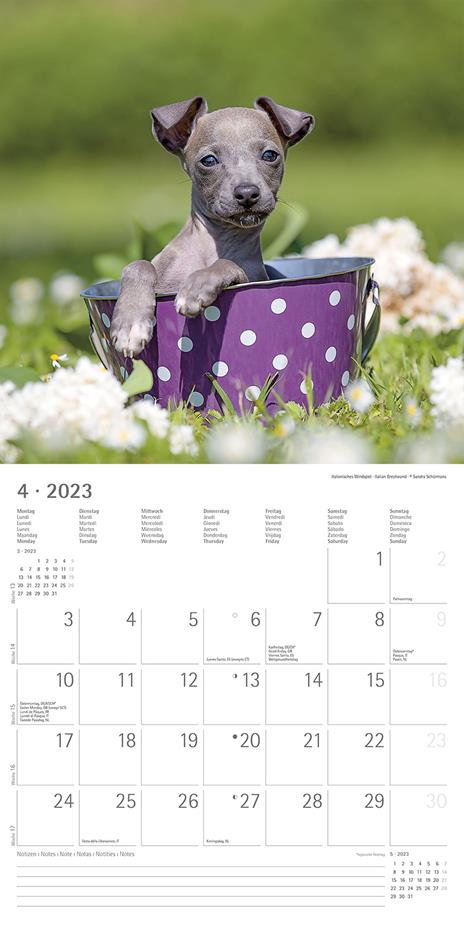 Calendario 2023 da muro Cuccioli, Alpha Edition, 12 mesi, 30x30 cm - 6