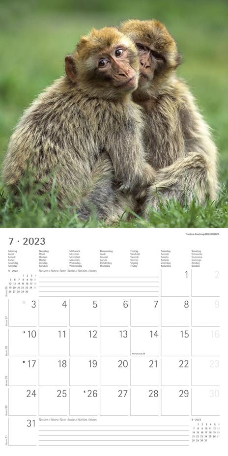 Calendario 2023 da muro Best Friends, Alpha Edition, 12 mesi, 30x30 cm - 9