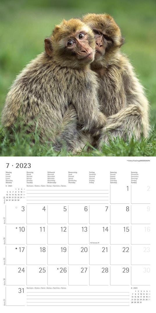 Calendario 2023 da muro Best Friends, Alpha Edition, 12 mesi, 30x30 cm - 9