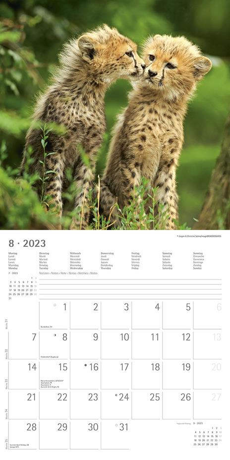 Calendario 2023 da muro Best Friends, Alpha Edition, 12 mesi, 30x30 cm - 10
