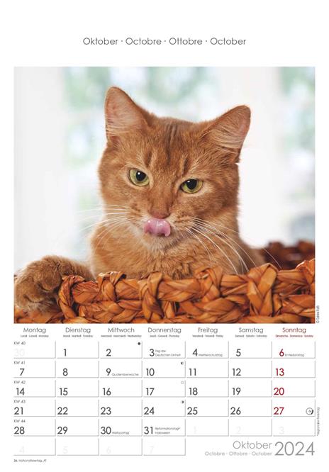 Alpha Edition - Calendario 2024 da muro Cats, 12 mesi, 23,7x34 cm - 11