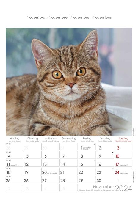 Alpha Edition - Calendario 2024 da muro Cats, 12 mesi, 23,7x34 cm - 12