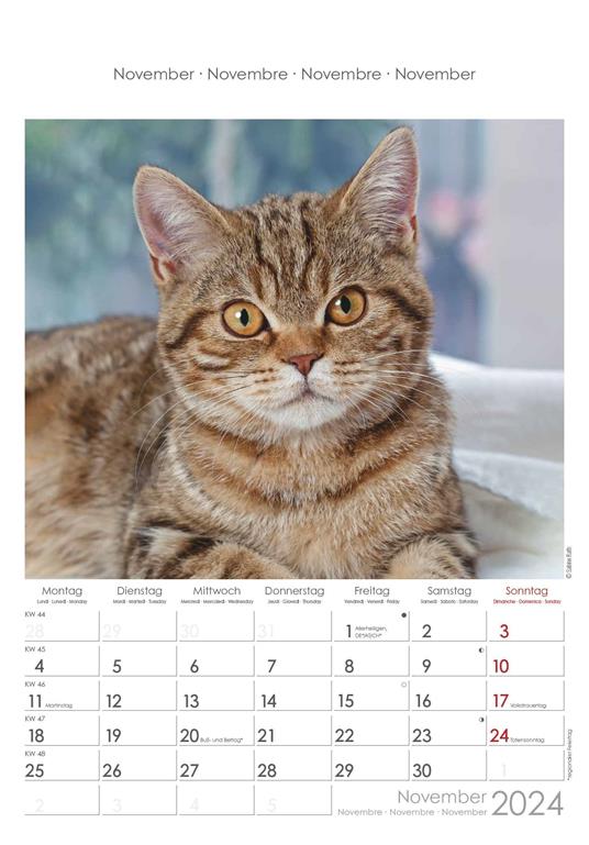 Alpha Edition - Calendario 2024 da muro Cats, 12 mesi, 23,7x34 cm - 12