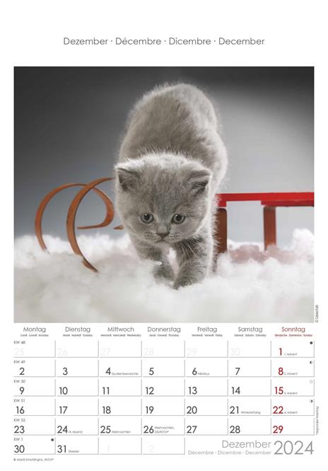 Alpha Edition - Calendario 2024 da muro Cats, 12 mesi, 23,7x34 cm - 13
