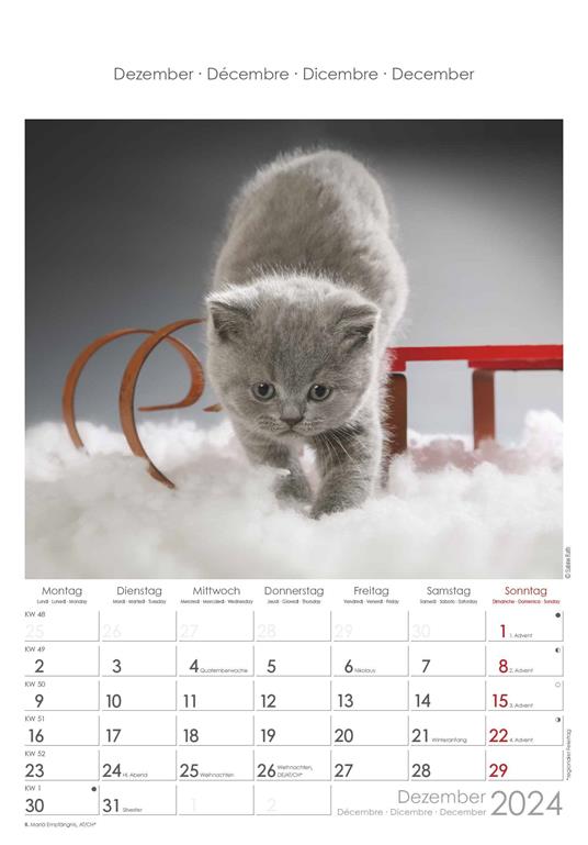 Alpha Edition - Calendario 2024 da muro Cats, 12 mesi, 23,7x34 cm - 13