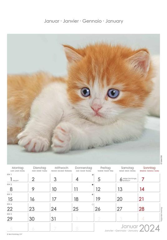 Alpha Edition - Calendario 2024 da muro Cats, 12 mesi, 23,7x34 cm - 2