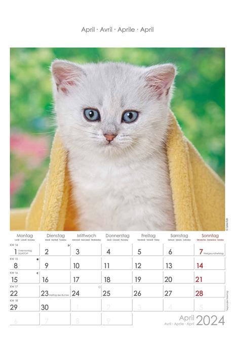 Alpha Edition - Calendario 2024 da muro Cats, 12 mesi, 23,7x34 cm - 5