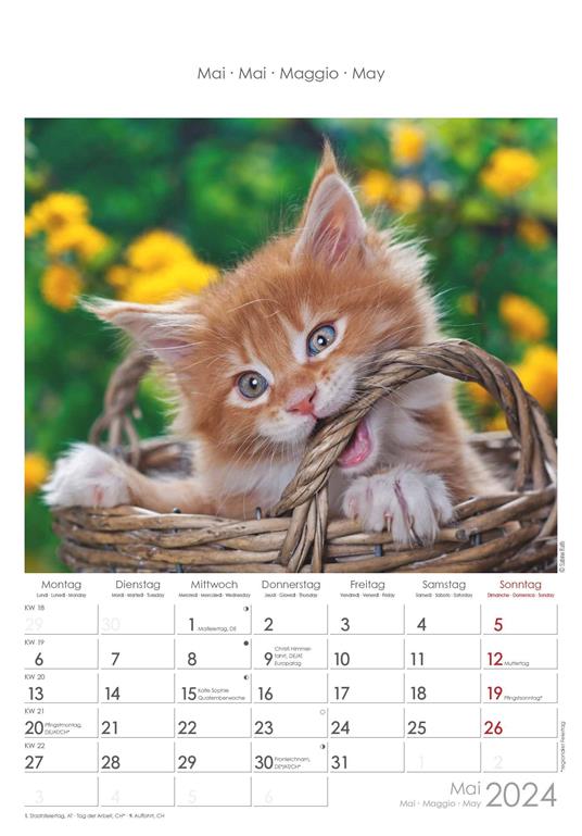 Alpha Edition - Calendario 2024 da muro Cats, 12 mesi, 23,7x34 cm - 6
