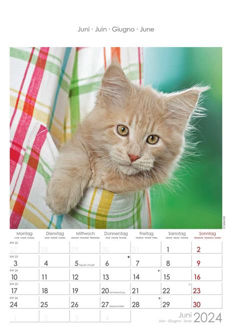 Alpha Edition - Calendario 2024 da muro Cats, 12 mesi, 23,7x34 cm - 7