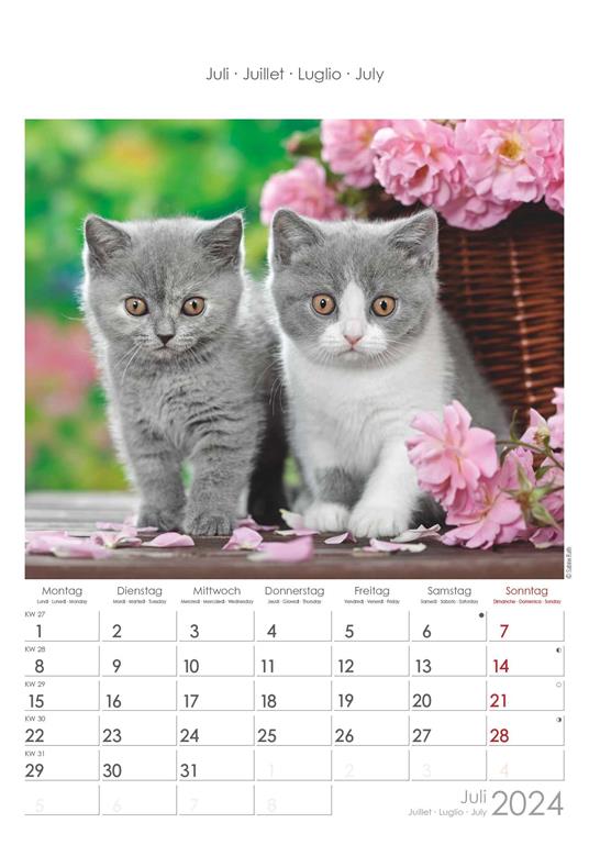 Alpha Edition - Calendario 2024 da muro Cats, 12 mesi, 23,7x34 cm - 8