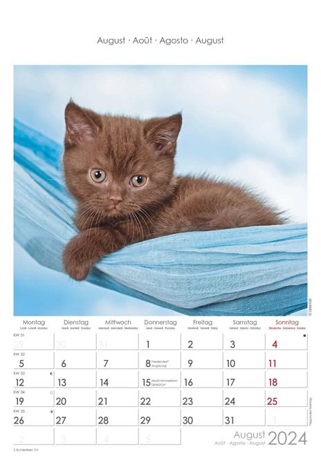 Alpha Edition - Calendario 2024 da muro Cats, 12 mesi, 23,7x34 cm - 9