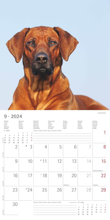 Alpha Edition - Calendario 2024 da muro Dogs, 12 mesi, 30x30 cm - 11