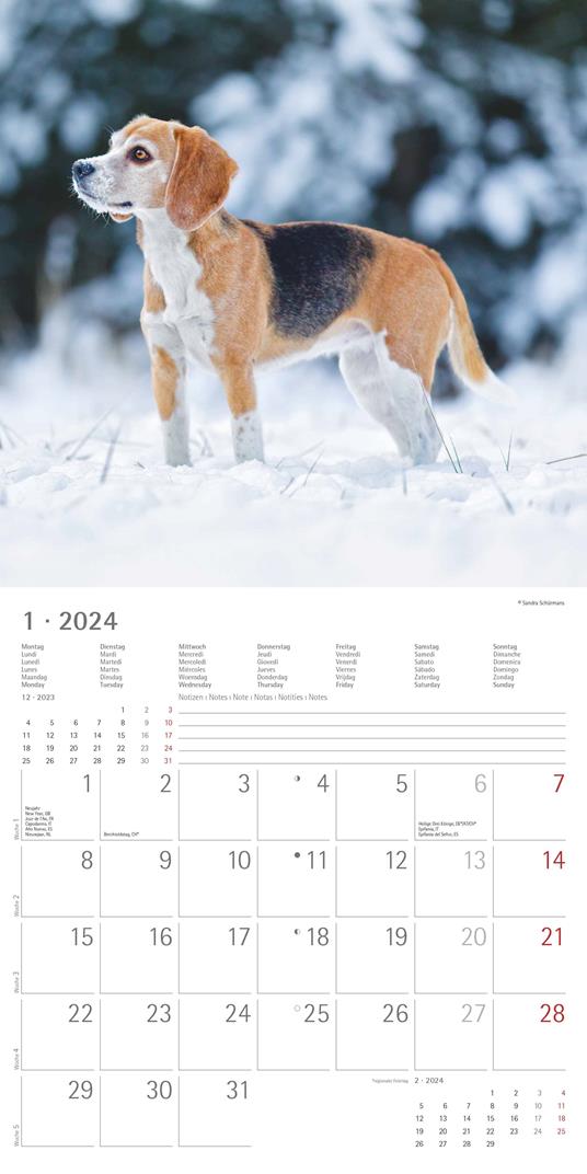 Alpha Edition - Calendario 2024 da muro Dogs, 12 mesi, 30x30 cm - 3