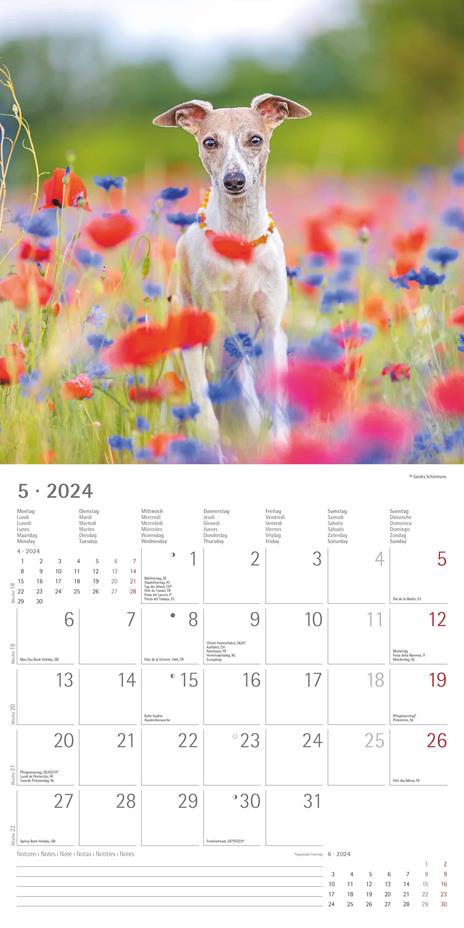 Alpha Edition - Calendario 2024 da muro Dogs, 12 mesi, 30x30 cm - 7