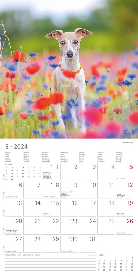 Alpha Edition - Calendario 2024 da muro Dogs, 12 mesi, 30x30 cm - 7