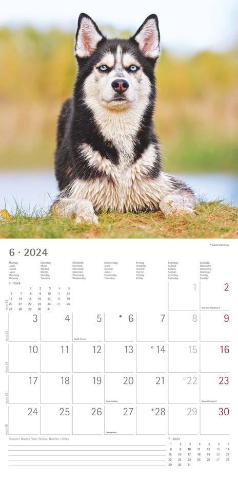 Alpha Edition - Calendario 2024 da muro Dogs, 12 mesi, 30x30 cm - 8