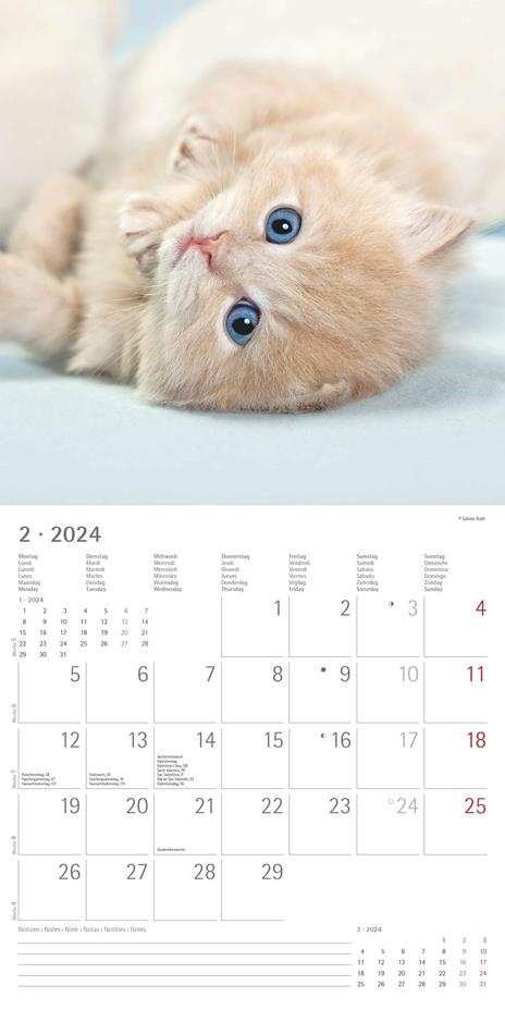 Alpha Edition - Calendario 2024 da muro Kittens, 12 mesi, 30x30 cm - 4