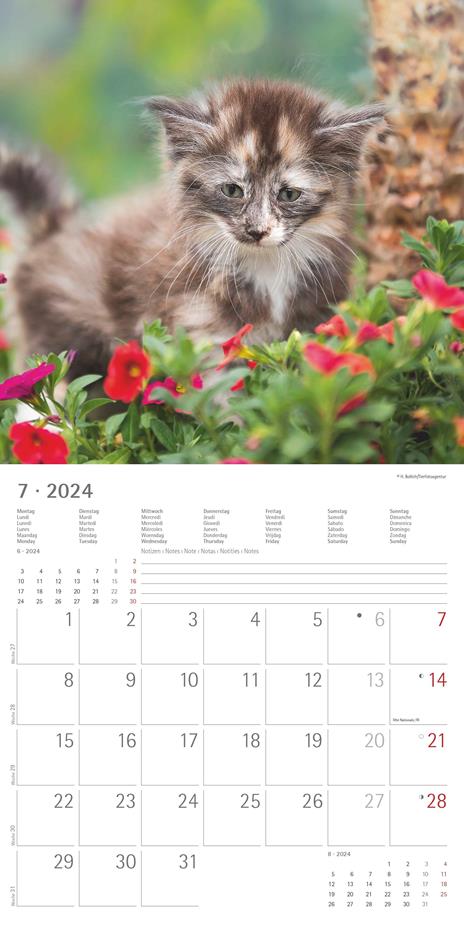 Alpha Edition - Calendario 2024 da muro Kittens, 12 mesi, 30x30 cm - 9