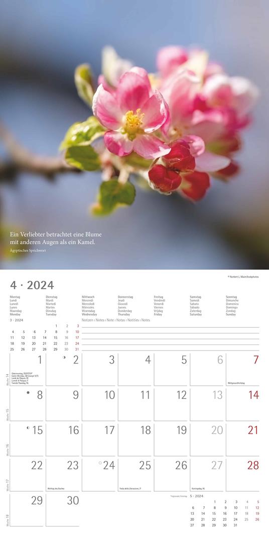 Alpha Edition - Calendario 2024 da muro Meditation, 12 mesi, 30x30 cm - 5