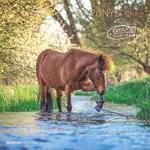 Alpha Edition - Calendario 2025 da muro Ponies, 12 mesi, 30x30 cm